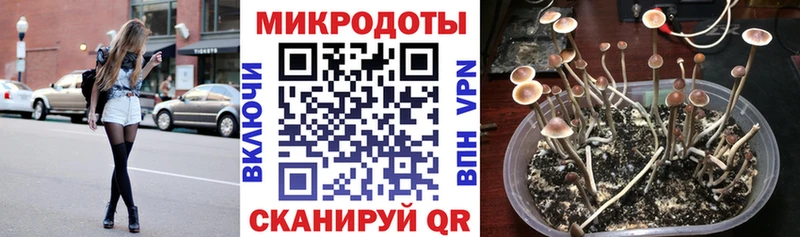 Галлюциногенные грибы Psilocybe  Железногорск-Илимский 